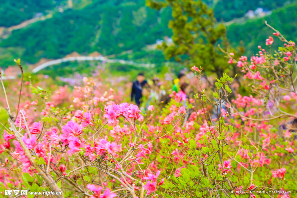 杜鹃花