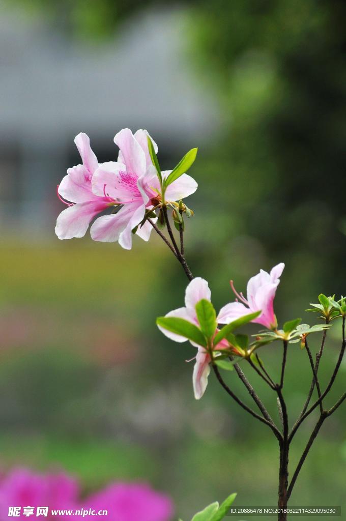 杜鹃花