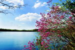 杜鹃花