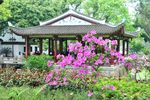 杜鹃花