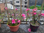 杜鹃花