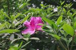 杜鹃花