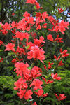 杜鹃花