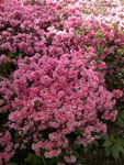 杜鹃花
