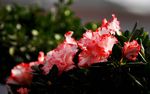 杜鹃花