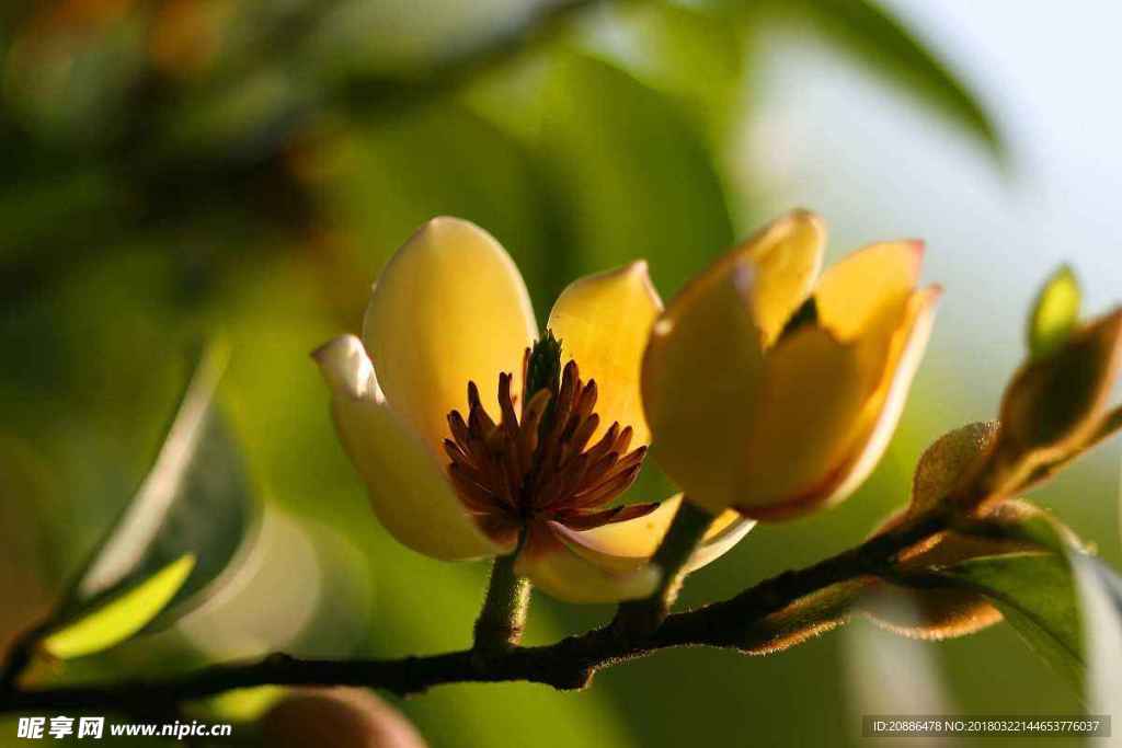 含笑花