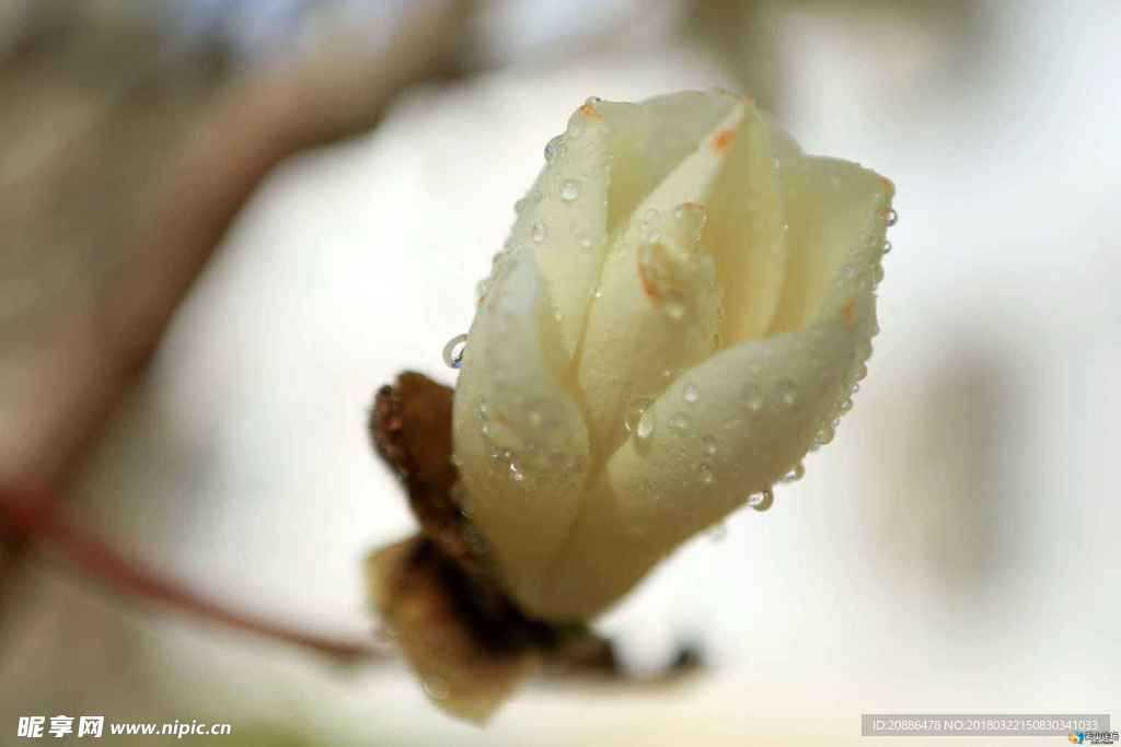 白兰花