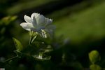 茉莉花c