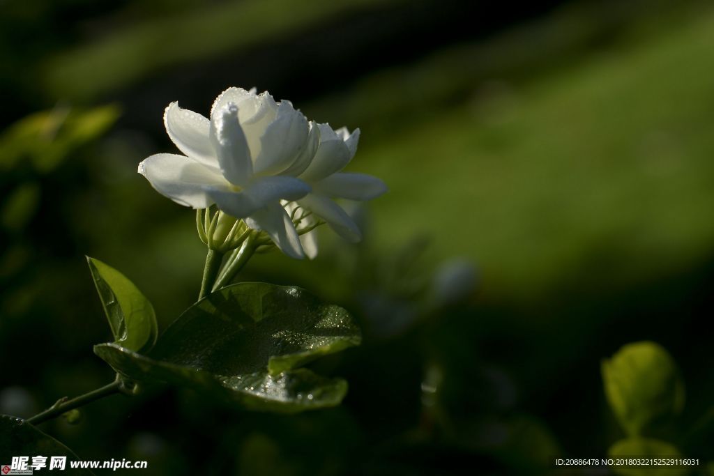 茉莉花c