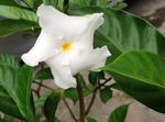 栀子花c