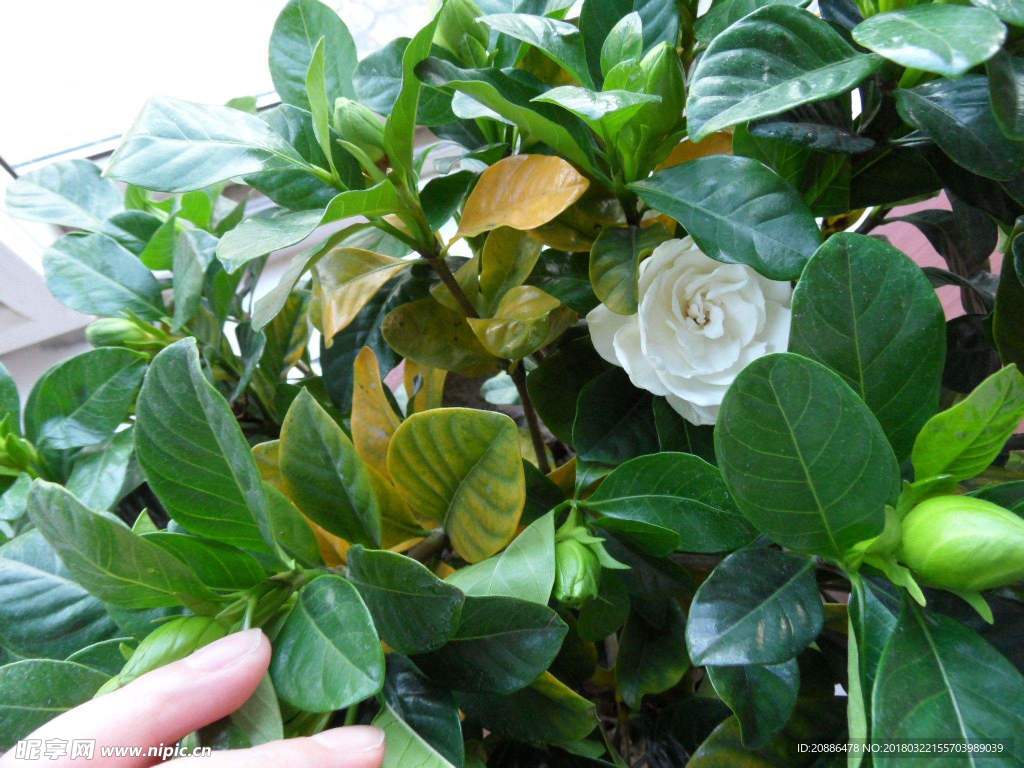 栀子花c