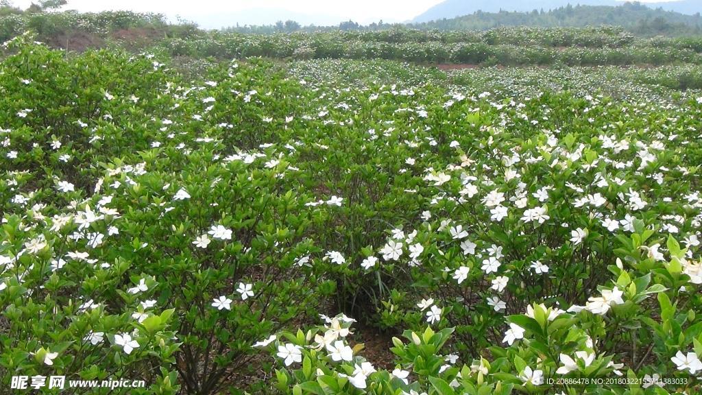 栀子花c