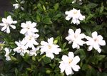 栀子花c