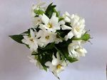 栀子花c