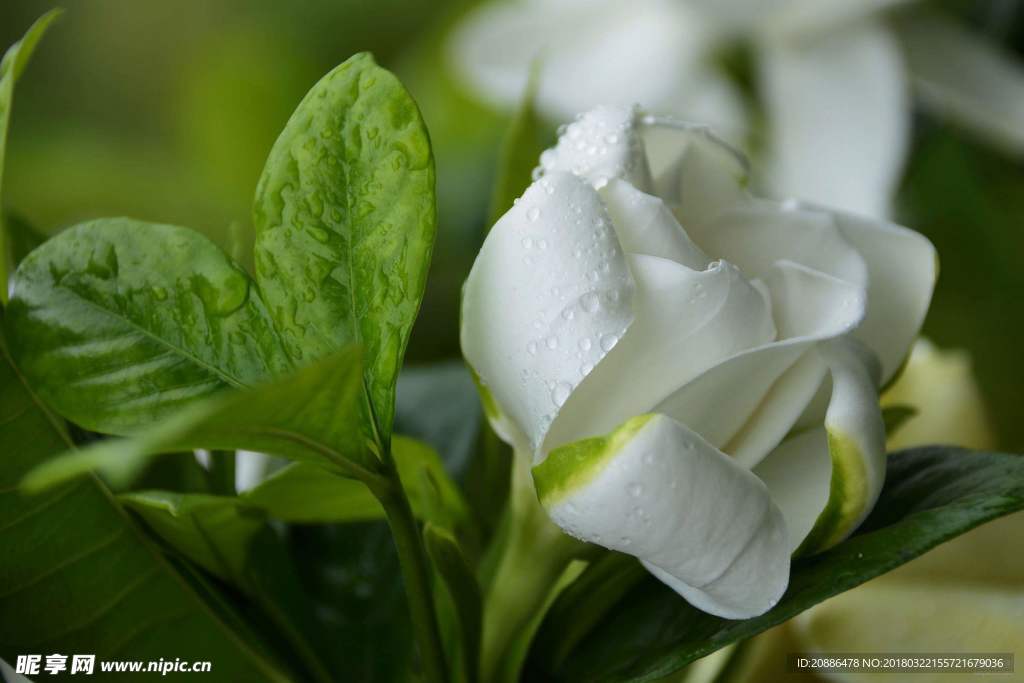 栀子花