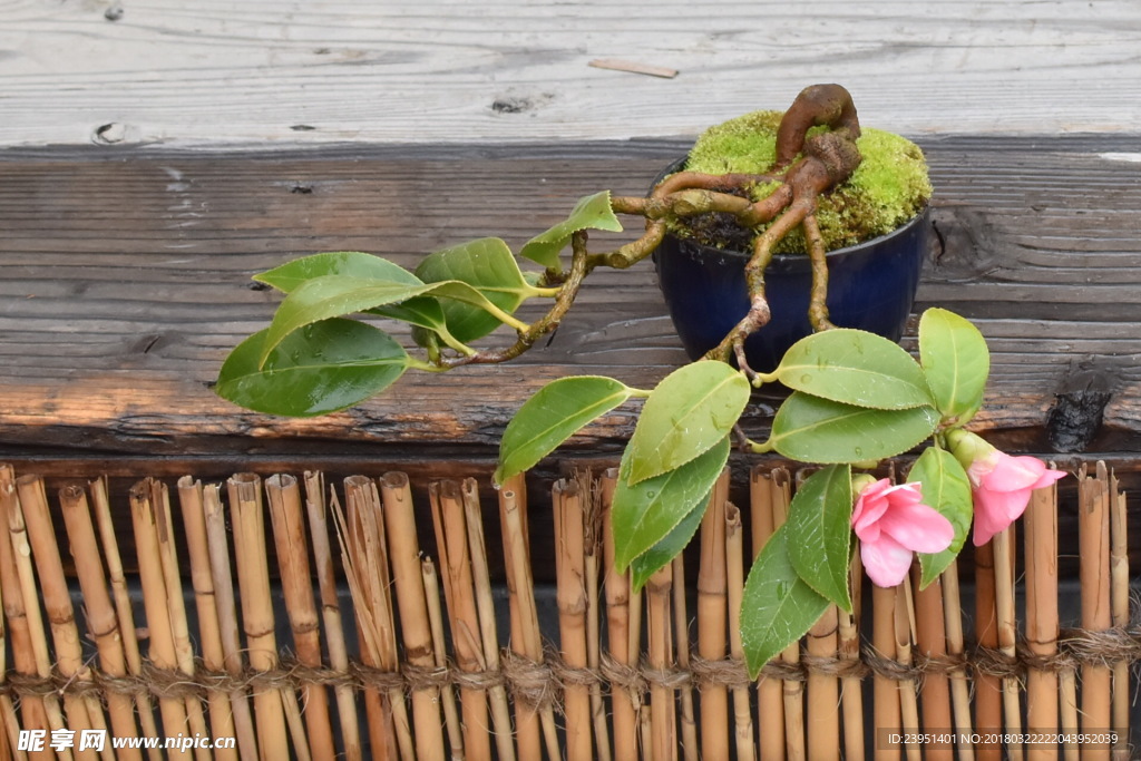 花