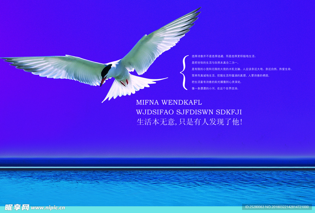 飞鹰