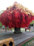 许愿树 许愿 祈福树 许愿带