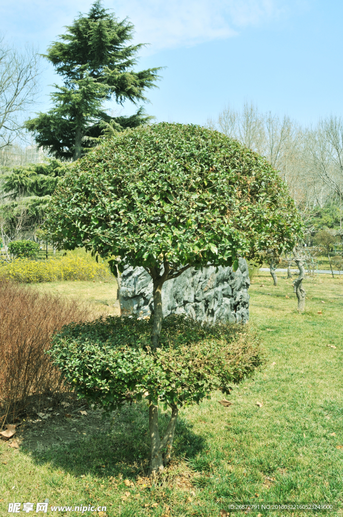 景观树