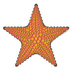 矢量海星