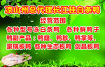 白条鸭鸭子广告