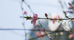 花卉桃花