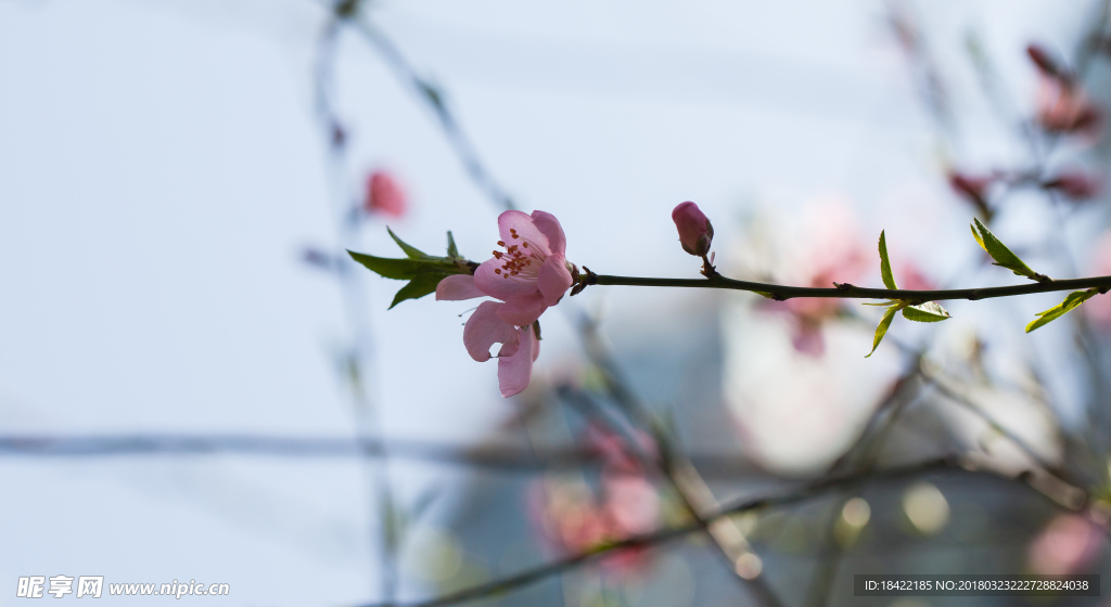 花卉桃花