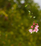 花卉桃花