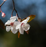 花卉桃花