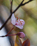 花卉桃花