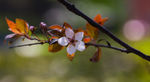花卉桃花