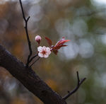 花卉桃花