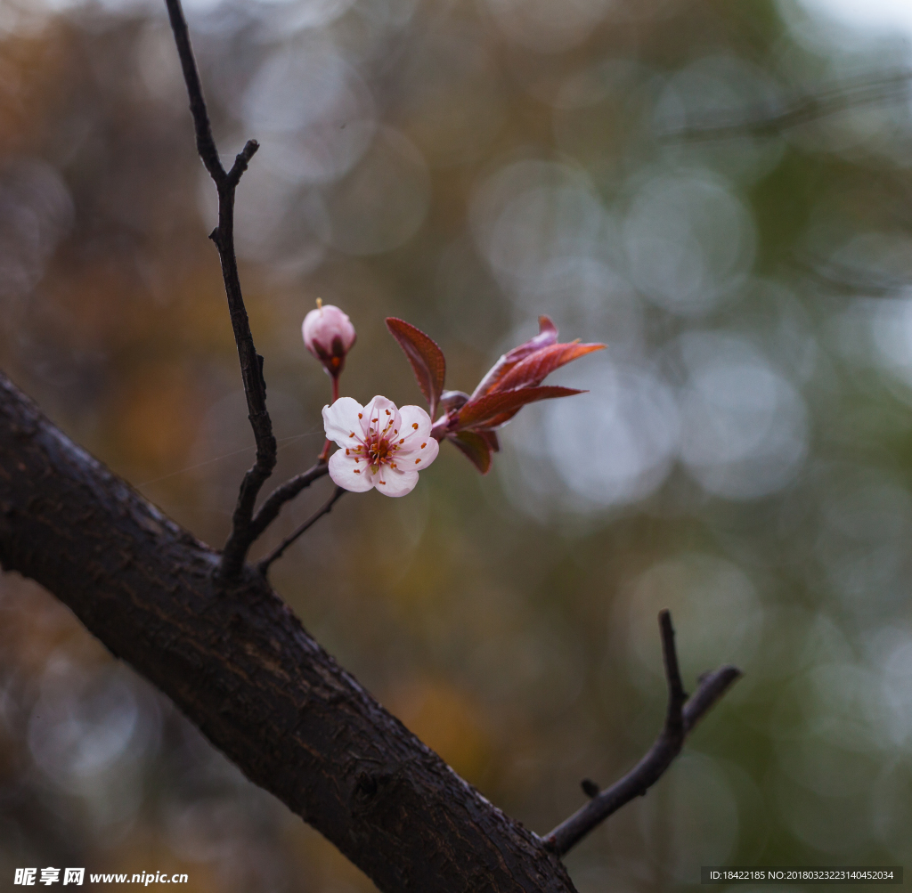 花卉桃花