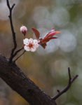 花卉桃花