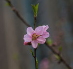 花卉桃花