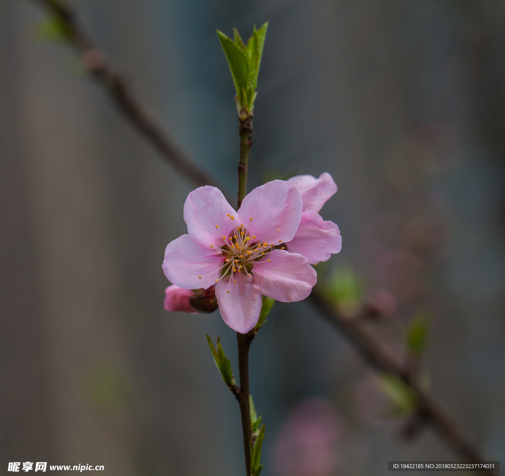 花卉桃花