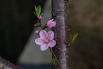 花卉桃花