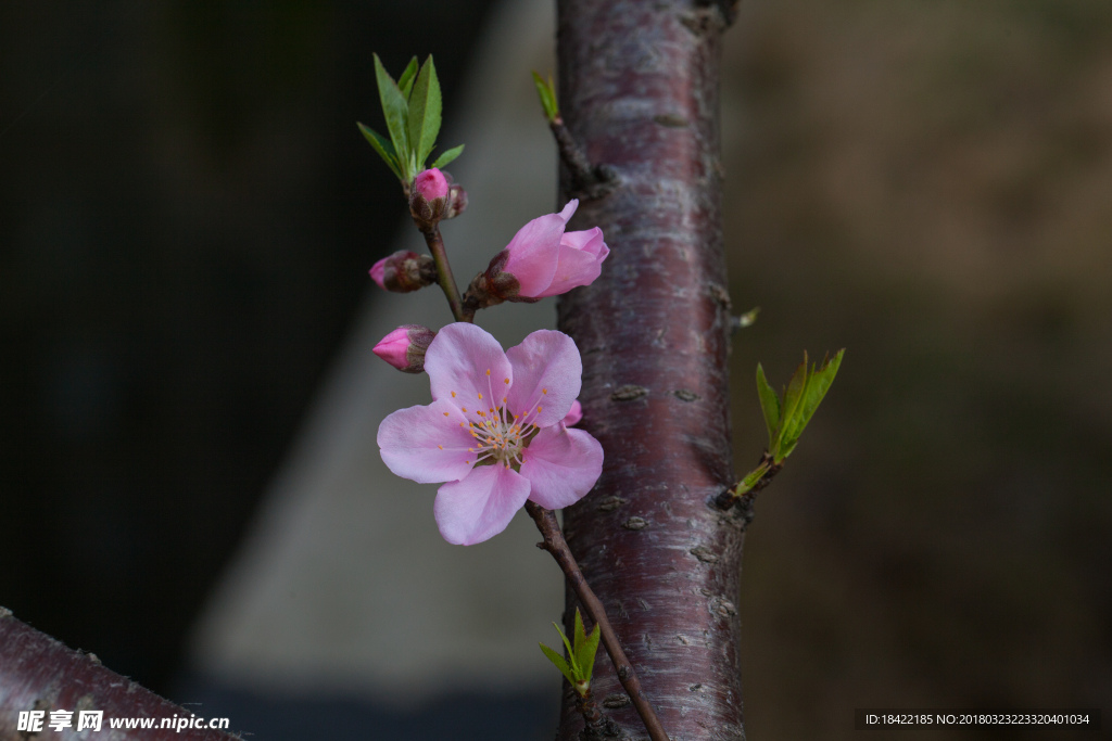 花卉桃花