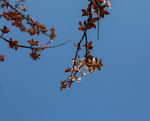 花卉桃花