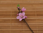 花卉桃花
