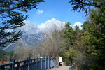 玉龙雪山 风景 树