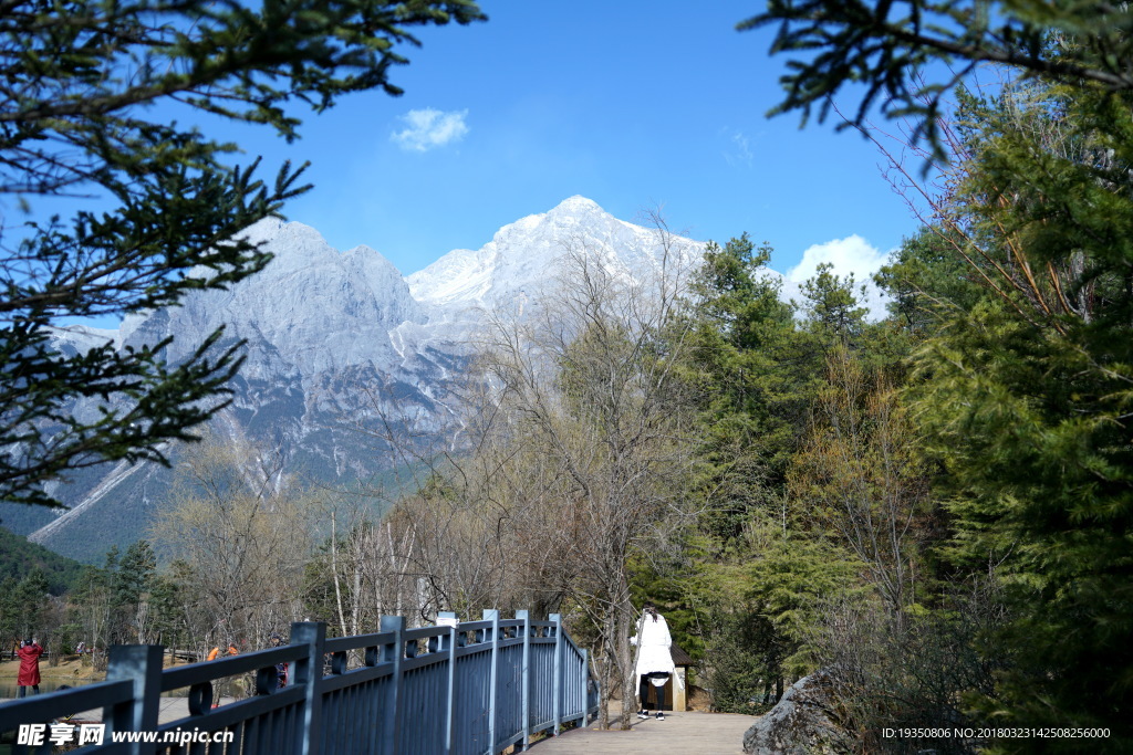 玉龙雪山 风景 树