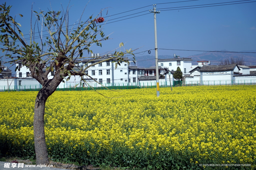 云南 大理 油菜花