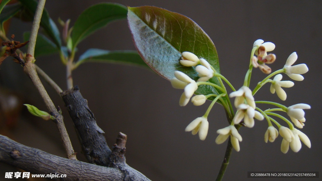 桂花