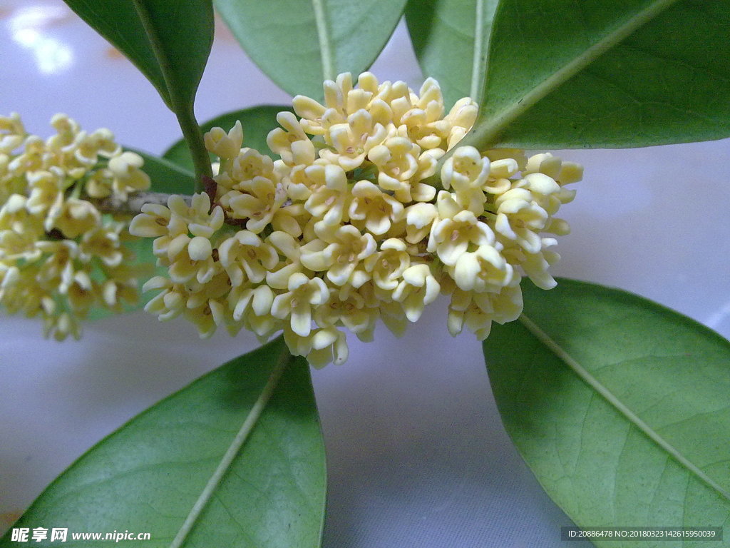 桂花