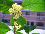 桂花c