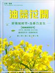 油菜花 油菜花节 婺源油菜花