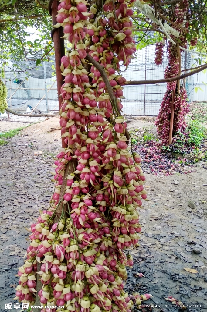 禾雀花