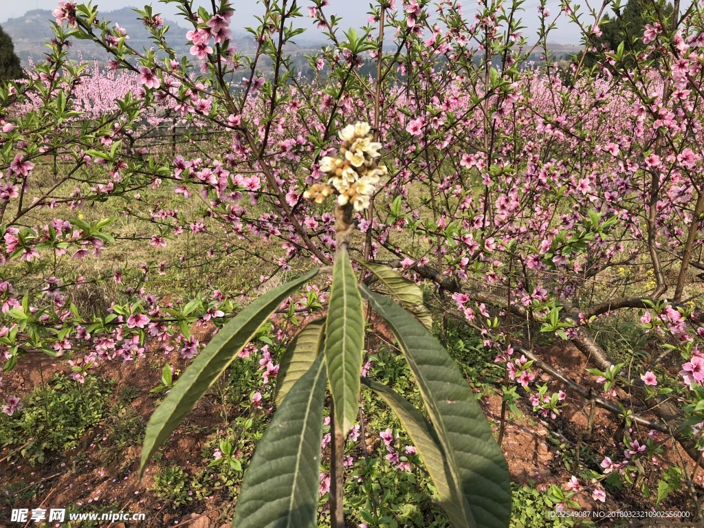 花草树木