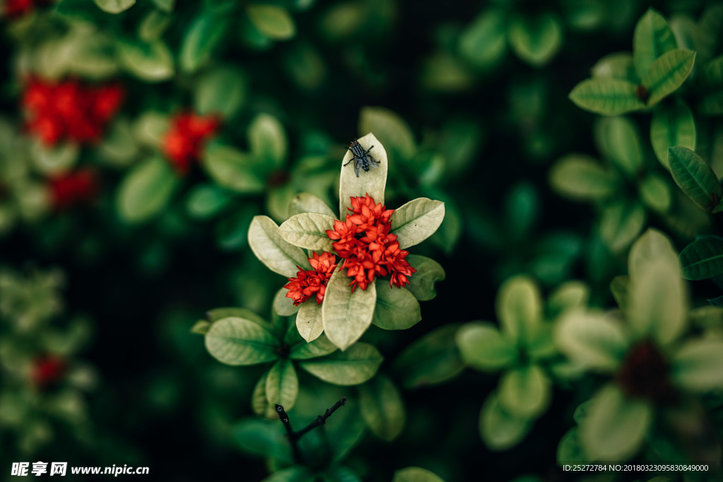 微拍花朵与苍蝇